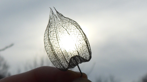 Flora Plant A Beauty Publicdomain (8).jpg