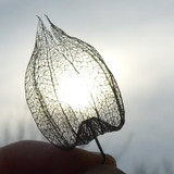 Flora Plant A Beauty Publicdomain (8)