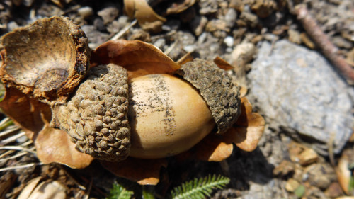 Flora Nuts Publicdomain (34).jpg