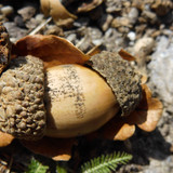 Flora Nuts Publicdomain (34)