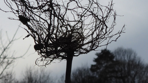 Flora Plant A Beauty Publicdomain (9).jpg