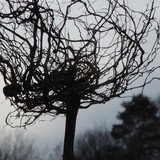 Flora Plant A Beauty Publicdomain (9)