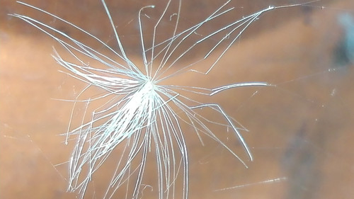 Flora Plant A Beauty Publicdomain (4).jpg