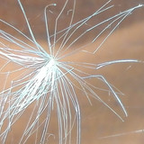 Flora Plant A Beauty Publicdomain (4)