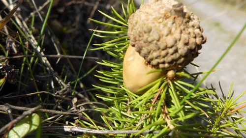 Flora Nuts Publicdomain (38).jpg