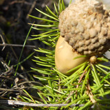 Flora Nuts Publicdomain (38)