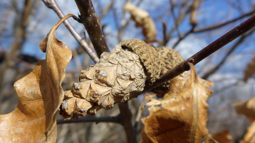 Flora Nuts Publicdomain (32).jpg