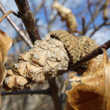 Flora Nuts Publicdomain (32)