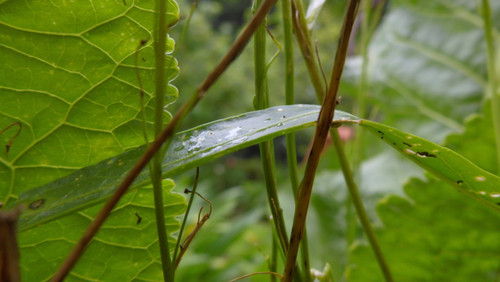 Flora Plant Beauty Publicdomain (251).jpg