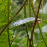 Flora Plant Beauty Publicdomain (251)