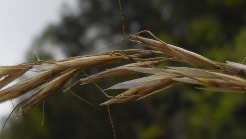 Flora Plant Beauty Publicdomain (253).jpg