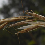 Flora Plant Beauty Publicdomain (253)