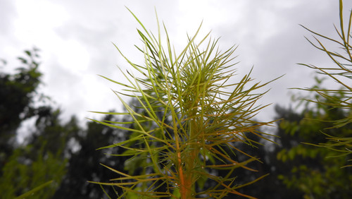 Flora Plant Beauty Publicdomain (244).jpg