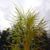 Flora Plant Beauty Publicdomain (244)