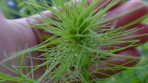 Flora Plant Beauty Publicdomain (245).jpg