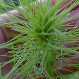 Flora Plant Beauty Publicdomain (245)