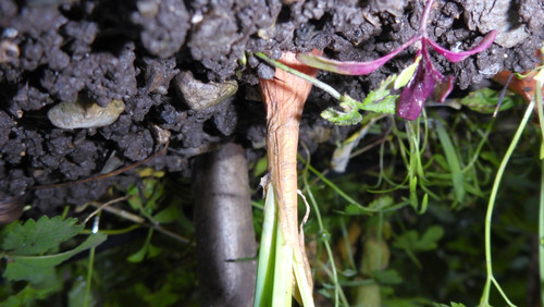 Flora Plant Beauty Publicdomain (249).jpg