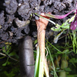 Flora Plant Beauty Publicdomain (249)