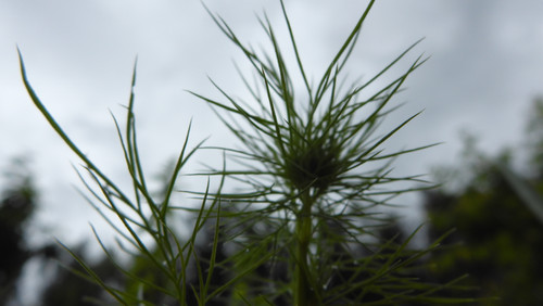 Flora Plant Beauty Publicdomain (246).jpg