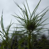 Flora Plant Beauty Publicdomain (246)