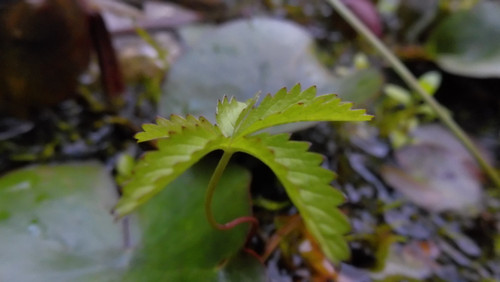 Flora Plant Beauty Publicdomain (252).jpg