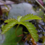 Flora Plant Beauty Publicdomain (252)