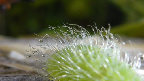 Flora Plant Beauty Publicdomain (243).jpg