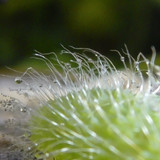 Flora Plant Beauty Publicdomain (243)