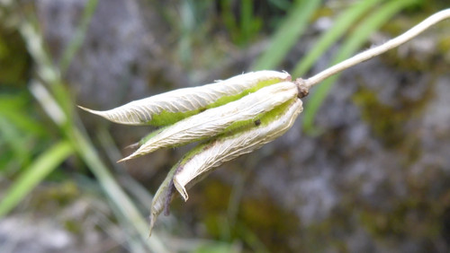 Flora Plant Beauty Publicdomain (261).jpg