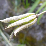 Flora Plant Beauty Publicdomain (261)