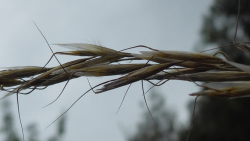 Flora Plant Beauty Publicdomain (255)