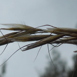 Flora Plant Beauty Publicdomain (255)