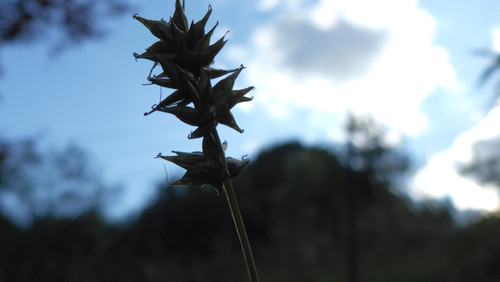 Flora Plant Beauty Publicdomain (262).jpg