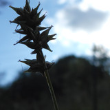 Flora Plant Beauty Publicdomain (262)