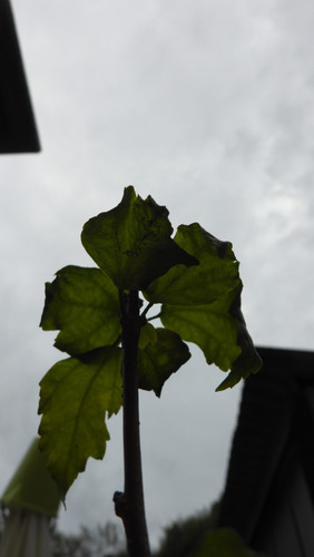 Flora Plant Beauty Publicdomain (257).jpg