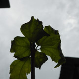 Flora Plant Beauty Publicdomain (257)