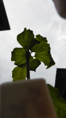 Flora Plant Beauty Publicdomain (258).jpg