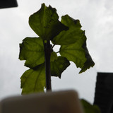 Flora Plant Beauty Publicdomain (258)