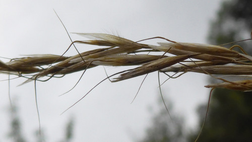 Flora Plant Beauty Publicdomain (254).jpg