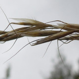 Flora Plant Beauty Publicdomain (254)