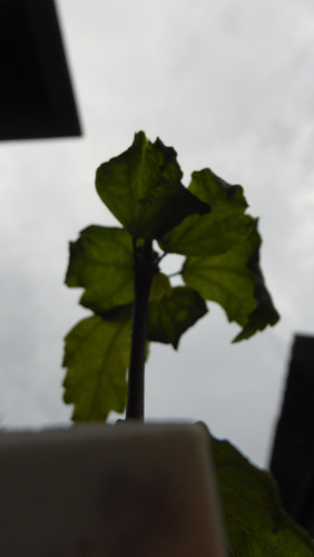 Flora Plant Beauty Publicdomain (256)