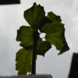 Flora Plant Beauty Publicdomain (256)