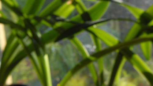 Flora Plant Beauty Publicdomain (260).jpg