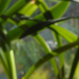 Flora Plant Beauty Publicdomain (260)