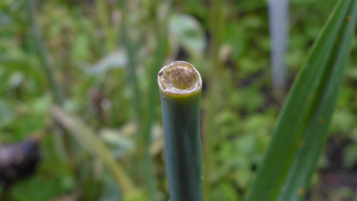 Flora Plant Beauty Publicdomain (250).jpg