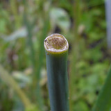 Flora Plant Beauty Publicdomain (250)