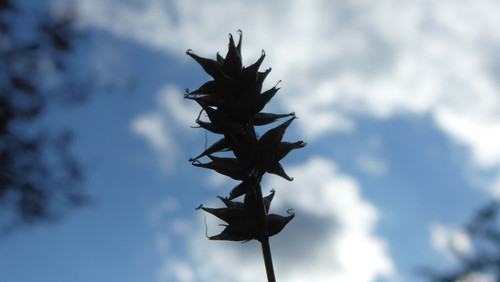 Flora Plant Beauty Publicdomain (263).jpg