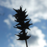 Flora Plant Beauty Publicdomain (263)