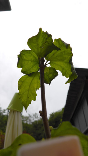 Flora Plant Beauty Publicdomain (259).jpg