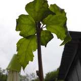 Flora Plant Beauty Publicdomain (259)